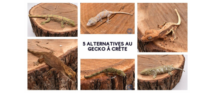 5 espèces de gecko qui se maintiennent comme le gecko à crête